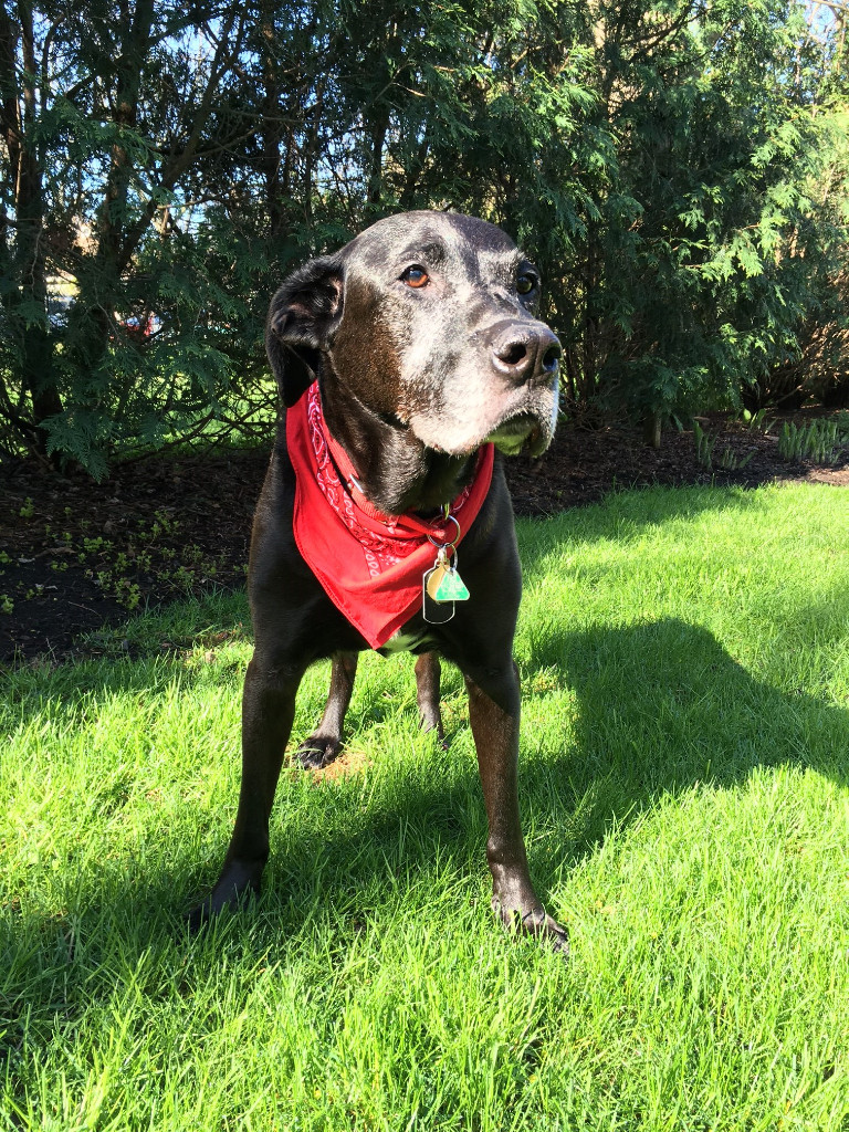 Dax-the-Dog-photo2016