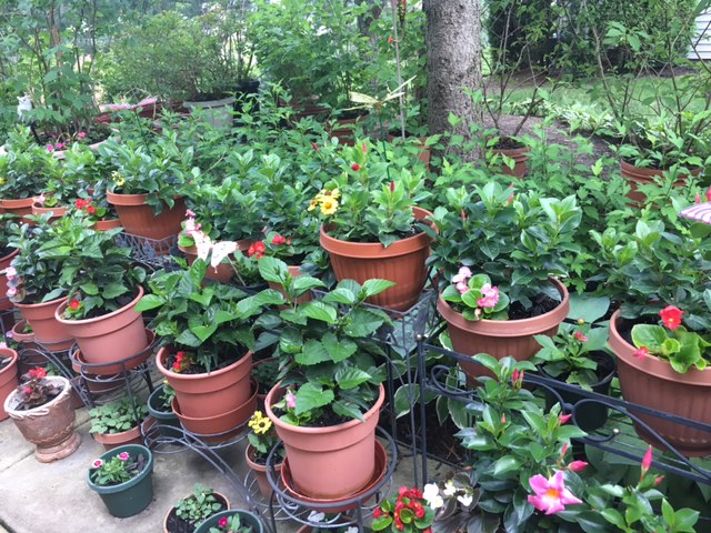 GardenWalk-Pic4 GardenWalk-Pic4