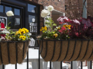 M Taco spring flower box sm